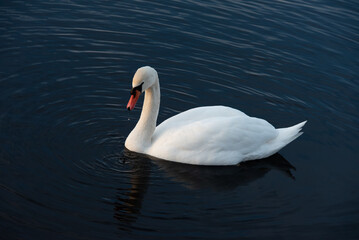 A graceful white swan glides smoothly across dark blue water, creating soft ripples and reflecting peacefully on the calm surface.