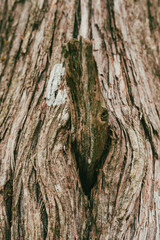 Juniperus thurifera, Is a species of juniper native to the mountains of the western Mediterranean region, from southern France across eastern and central Spain to Morocco and locally in northern Alger