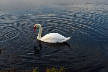 A white swan glides gracefully across dark rippled water near the shore, creating soft circular waves and reflecting on the calm surface.