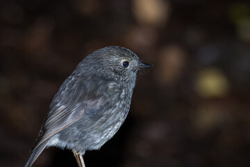 Close up of native new zealand bush robin