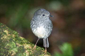 Close up of native new zealand bush robin