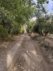 Scenic countryside trail surrounded by olive and poplar trees on rustic land