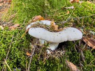Various mushrooms in the autumn forest in Austria after rain