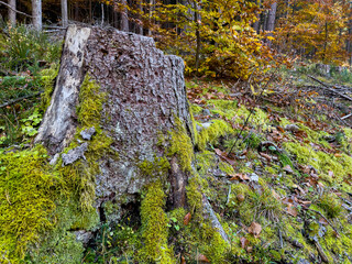 Picturesque tree stumps and moss in an autumnal Austrian forest