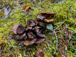Various mushrooms in the autumn forest in Austria after rain
