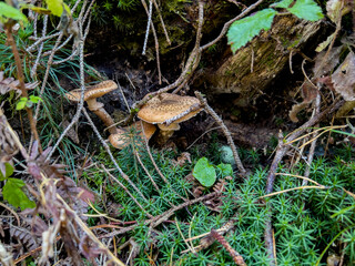 Various mushrooms in the autumn forest in Austria after rain