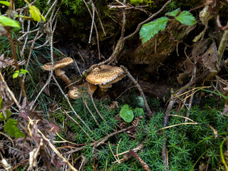 Various mushrooms in the autumn forest in Austria after rain
