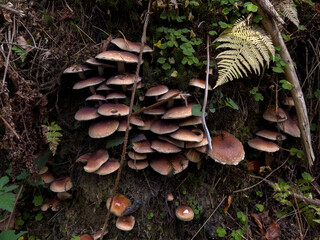 Various mushrooms in the autumn forest in Austria after rain