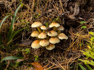 Various mushrooms in the autumn forest in Austria after rain