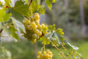 Close-up of green grapes in autumn
