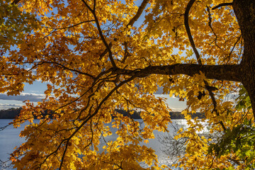 autumn tree in the park