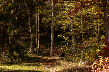 Autumn forest landscapes in Europe and a picturesque forest path