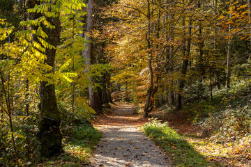Autumn forest landscapes in Europe and a picturesque forest path