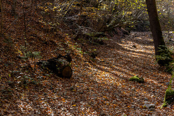 Autumn forest landscapes in Europe and a picturesque forest path