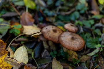 Various mushrooms in the autumn forest in Austria after rain