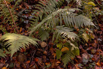Picturesque ferns in an autumnal Austrian forest