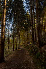 Autumn forest landscapes in Europe and a picturesque forest path