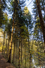 Autumn forest landscapes in Europe and a picturesque forest path