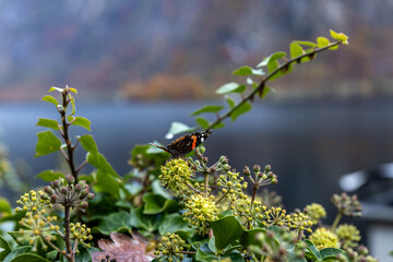 A beautiful butterfly sitting on a plant opposite an alpine lake