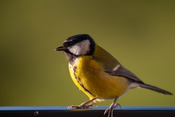 Sunlit Great Tit (Parus major) Gazing into Green Negative Space