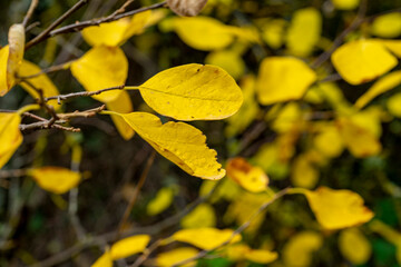 Pistacia chinensis, the Chinese pistache, is a small to medium-sized tree in the genus Pistacia in the cashew family Anacardiaceae, native to central and western China. This species is planted 