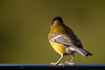 Sunlit Great Tit (Parus major) Gazing into Green Negative Space