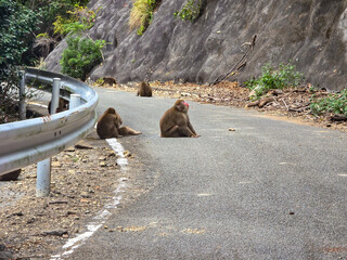 Japanese macaques sitting on the road, Japan