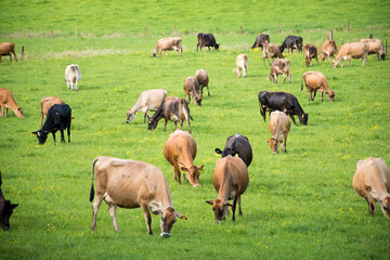 Herd of Jersey and Jersey cross dairy cows grazing in green grass