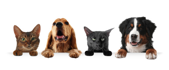 Cats and dogs peeking out on white background. Animals holding their paws on banner