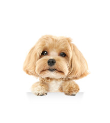 Cute dog peeking out on white background. Maltipoo holding paws on banner