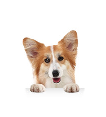Cute dog peeking out on white background. Corgi holding paws on banner
