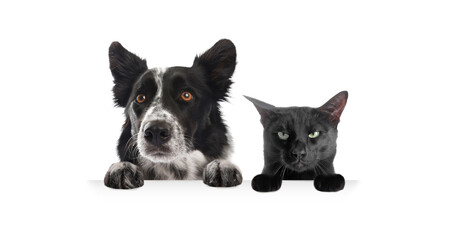 Obraz premium Cat and dog peeking out on white background. Animals holding their paws on banner