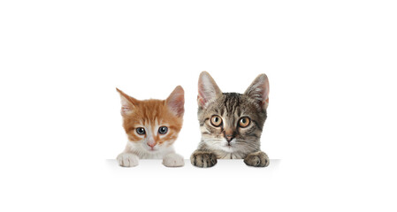 Cats peeking out on white background. Animals holding their paws on banner