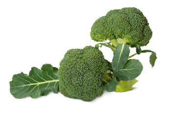 Fresh broccoli with vibrant green color and healthy leaves displayed on a white background