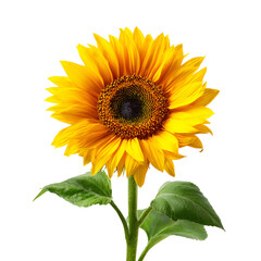 Obraz premium Bright yellow sunflower with green leaves isolated on transparent background