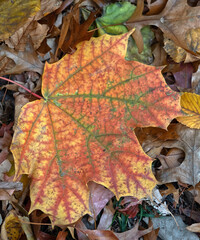 Autumn leaves in New York City