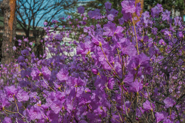 Naklejka premium Purple azalea bush in a city