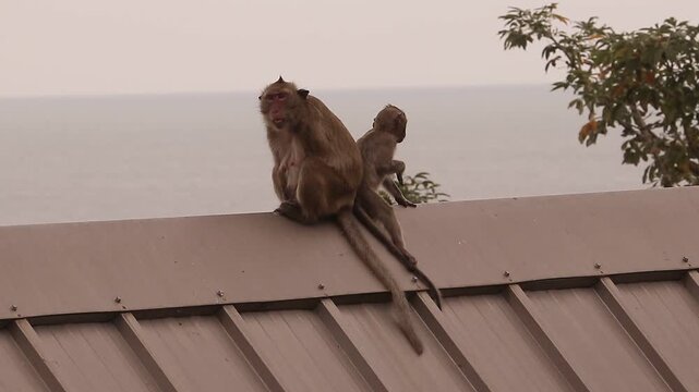 원숭이들의 삶, 생활, 일상생활, 털고르기, 이잡기, 서로 오순도순 지켜주는 여유로운 원숭이 가족들, 새끼들, 릴랙스, 태국 방센 원숭이 산에서...
