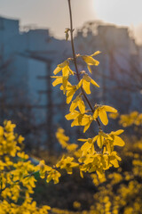 Yellow forsythia blossoms in front of skyscrapers in Seoul, Korea
