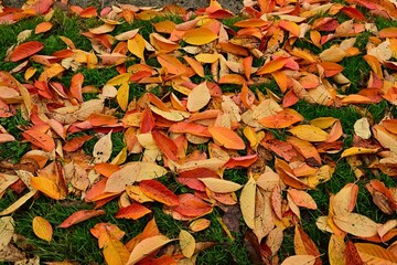 Colorful autumn leaves scattered on green grass in England