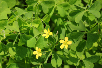 Oxalis plant with yellow flowers growing in nature