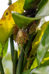 Molting Stink Bug Nymph Cluster on Foliage