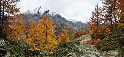 Larici in autunno