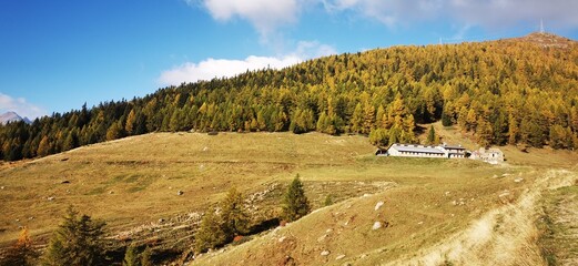 Larici in autunno