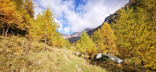 Larici in autunno