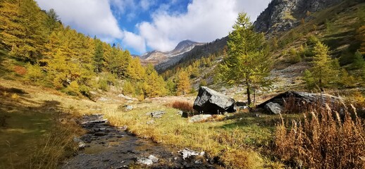 Larici in autunno