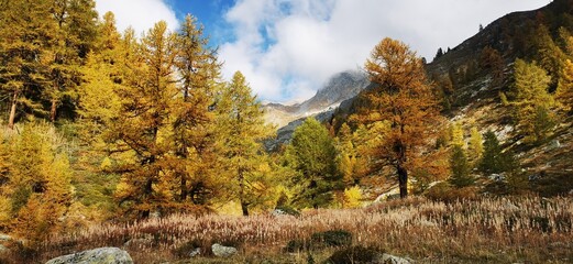 Larici in autunno