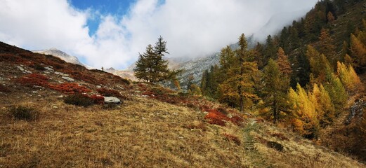 Larici in autunno