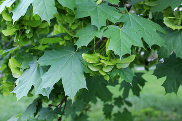 Maple branch (Acer platanoides) with unripe fruits