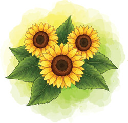 sunflower isolated on white background